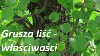 Zaskakujące właściwości liści i kory  gruszy.  Przepisy.