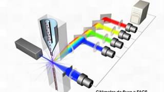 Citometria de Fluxo PARTE I