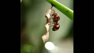 Paper wasp in the process of making the nest #wasp #nest