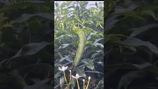 Look! what i found #insect #subscribe #short #viral #plants #shortsvideo