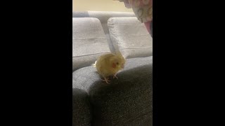 Cute #cockatiel playing Hide & seek 😍😍 #shorts #shortvideo