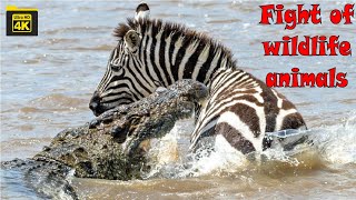 Crocodile Vs Zebra Attacking Video Wildlife Animal