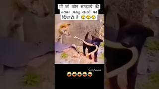 Kallu Khatron se Khelta Hai #dog #animalshorts #cutreaction