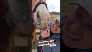 Haflinger Einschalten - #Haflinger #horsemanship #martinaKlünsner #trickyhorse #equiTensicAkademie