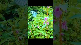 beautiful butterfly#shorts #shortsvideo #viral #viralshorts #youtubeshorts