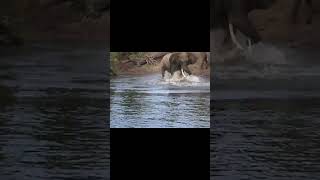 Nature's Battle: Elephant and Crocodile Face Off