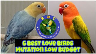 6 best low budget love bird mutations | Love Birds In Pakistan 2022 | Khan Birds Collection