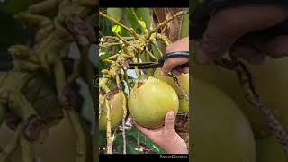 Beautiful Nature with Rural life~ fruits#rurallife#nature#shorts#animalmovie#saariduniyajalaadenge