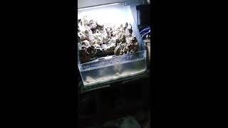 Proses pembuatan paludarium