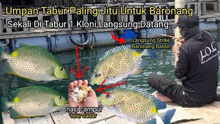 Gila Skali Tabur 1Rt ngumpul ikan Baronang Nya, Di karenakan Umpan Tabur Nasi Campur Telur