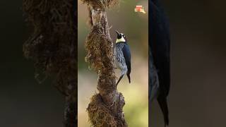 Lidah Burung Ini Melindungi Kepalanya😲