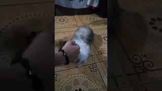 Aiva teacupshihtzu