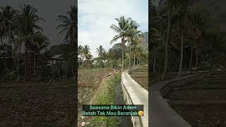 Suasana pedesaan tengah sawah bikin betah adem cibiuk kabupaten garut !