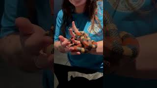 Meeting Wiggles and Learning about Milksnakes at Daytona Aquarium in Daytona Beach, Fl #shorts