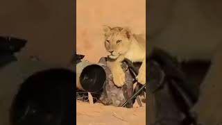 lion and army soldier friendship #shortvideo #viral #trendingshorts