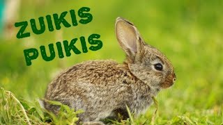 Zuikis puikis - Eduardas Mieželaitis