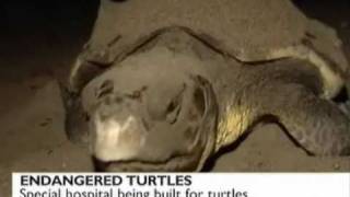 BBC News - Tourism Endangers Turtles