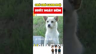 Chú chó canh ngộ suốt ngày đêm #shorts