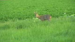 Chevreuil (Capreolus capreolus)