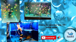 cleaning the aquarium of 140 widow tetras #aquarium #water #tetras #aquakidtelugu