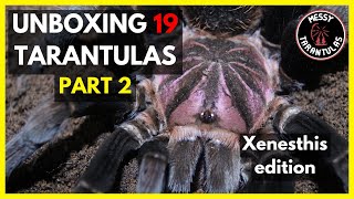 Tarantulas unboxing Part 2 Xenesthis edition (featuring sp. Megascopula, Blue, Tenebris)