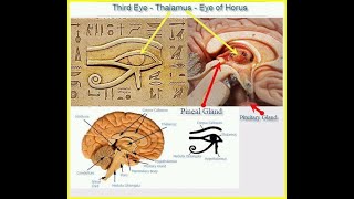QUELLO CHE DOVRESTE SAPERE SUL VOSTRO TERZO OCCHIO, LA GHIANDOLA PINEALE