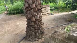 Palmier à l'huile peut vous donner 18 tonnes à l'hectare.