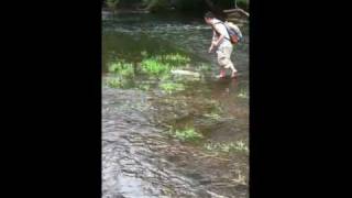 Muskie in a small creek