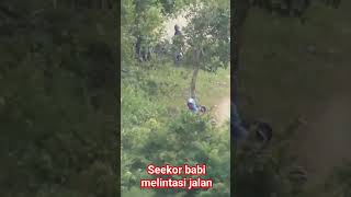 seekor babi melintasi jalan #shortsfeed #shortsvideo #shorts #shortvideo #short