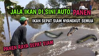 Tangkap ikan : indonesian people looking for fish || traditional fishing || Net fishing