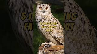 5 Interesting Facts About Owls