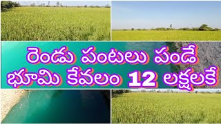 land for sale|| realestate ||Royal Real Estate TV||Nellore land