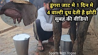 Lavish Dungra Jaat Ki Jhoti Ne Thode Sare Record Subh Ki Video | Dungra Me H 24 Letar Dudh Ki Bhens