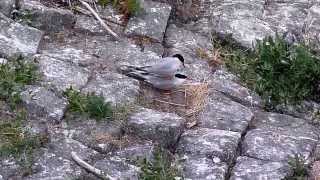 Common Terns mating