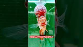 KING KAMFA FLOWERHORN😱🤑🇹🇭#shorts #flowerhorn #aquarium