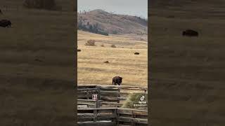 Bison at Custer State Park South Dakota