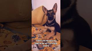 #demure #cute #dog #doglover #dogshorts #dogvideos #happy #gsd #germanshepherd #trending #fyp