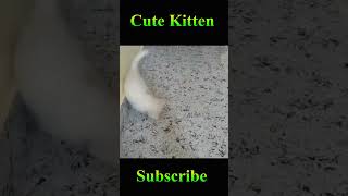 Cat Playing Video #Viral #Shorts