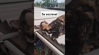 Gatinha no feriado#viralvideo #gatosfofo #gatos #gatosengraçado #brasil #cat #military #memes