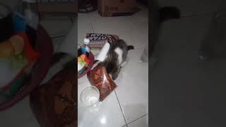 makanan mana makanan akohhh #viral #shorts #cat #catlover