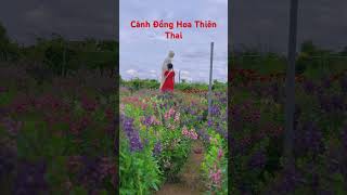 Cánh Đông Hoa Thiên Thai Củ Chi