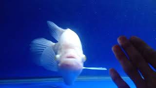 ALBINO GIANT GOURAMI #shorts