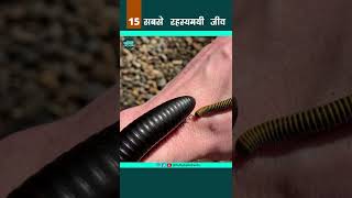 African Giant Millipede - सबसे रहस्यमयी जीव 15 #shorts #youtubeshorts #shortsvideo