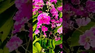 Beautiful flowers #shorts #short #youtubeshorts #shortsvideo #subscribe #viralshort #instagram #reel