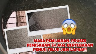 PEMIJAHAN/PEMISAHAN INDUKKAN IKAN BETOK/PAPUYU, 34 JAM JADI LARVA/BURAYAK!!!