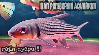 Julieni Barb || ikan pembersih Aquarium predator terajin . pemakan sisa pakan dan lumut.