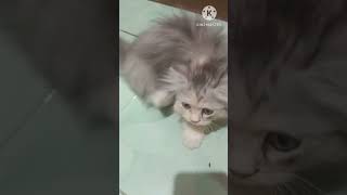 kucing kecil  main petak umpet 😀😀