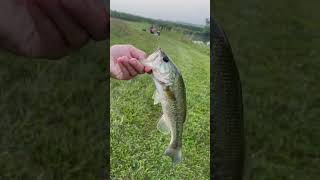 Nice 1 pound bass on a Cinco