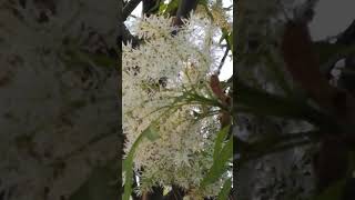 #nature #spring #flowers #blossom #tree #relax #beauty #inspiration #awakening #windows