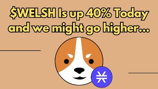 We Are Up 40% Today $WELSH Update! #welshcorgi #stacks #memecoin